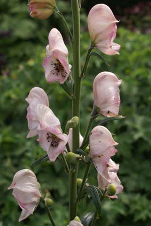 Aconitum 'Pink Sensation'