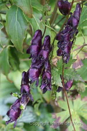 ACONITUM 'Red Wine'