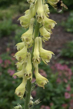 Aconitum soongaricum