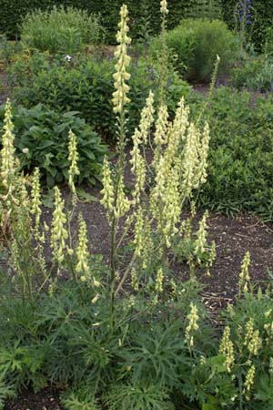 Aconitum soongaricum