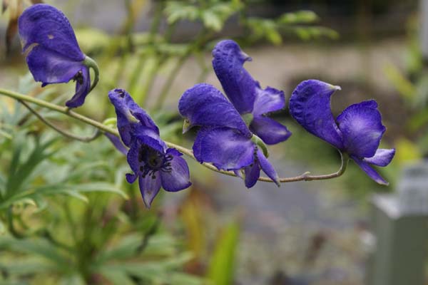 ACONITUM spicatum