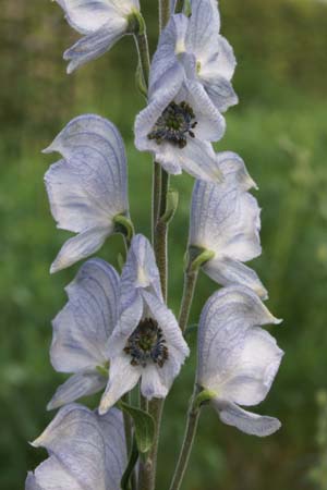Aconitum 'Stainless Steel'