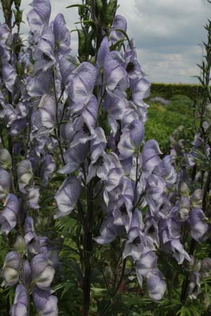 Aconitum 'Stainless Steel'