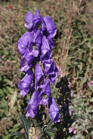 ACONITUM wilsonii 'Pale Grey Blue'