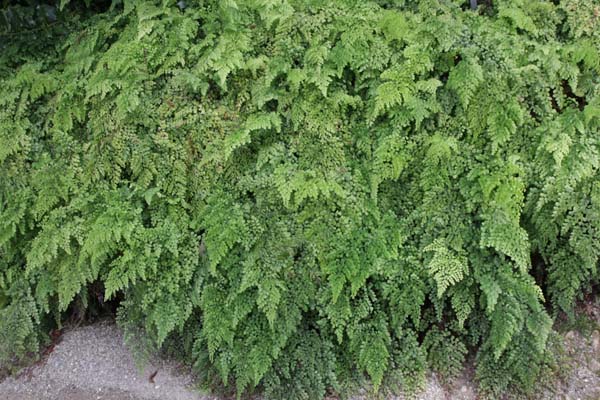 Adiantum venustum