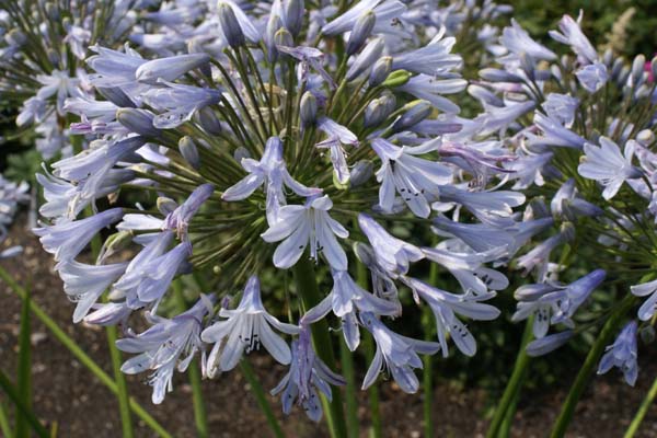 Agapanthus 'Avignon'