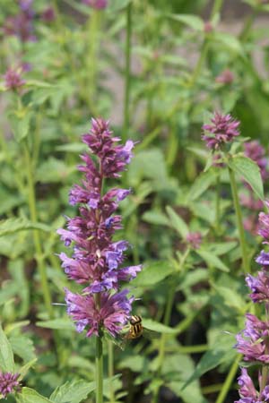 Agastache 'Ayala'
