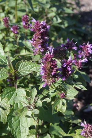 Agastache 'Beelicious Purple'