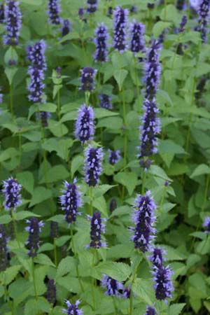 Agastache 'Blackadder'