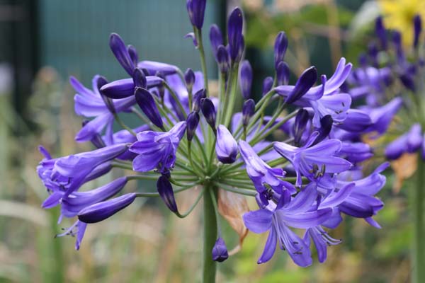 Agapanthus 'Carta'