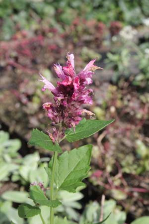 Agastache 'Danish Delight'