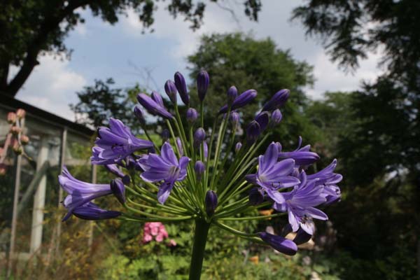 Agapanthus 'Debbie'