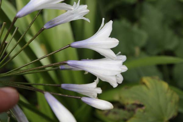 Agapanthus 'Enigma'