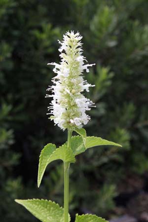 Agastache foeniculum 'Alabaster'