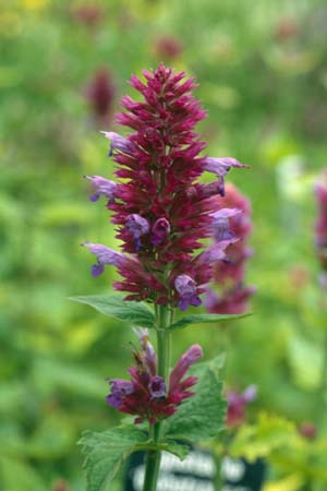 Agastache 'Globetrotter'