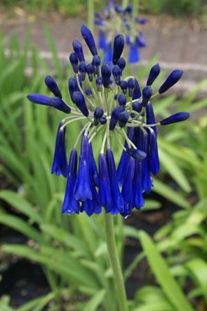 Agapanthus inapertus 'Pendula'