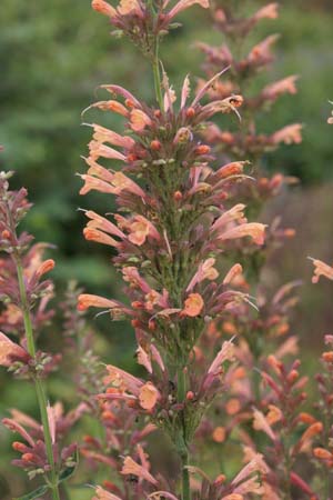 Agastache 'Kolibri'