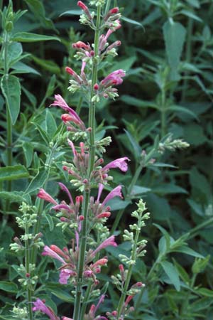 Agastache 'Large Pink'