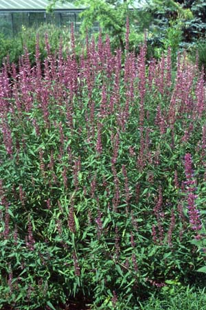 Agastache 'Linda'
