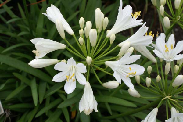 Agapanthus 'Lowland Nursery'