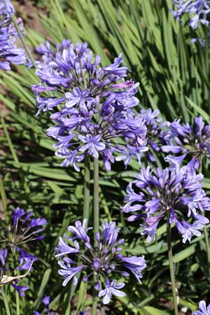Agapanthus 'Lowland Nursery'