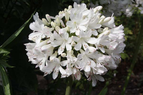 Agapanthus 'Malaga'