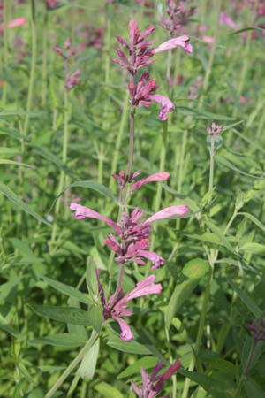 Agastache mexicana x rupestris 'Duet'