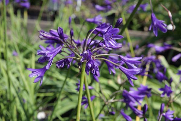 Agapanthus 'Midnight Blue'