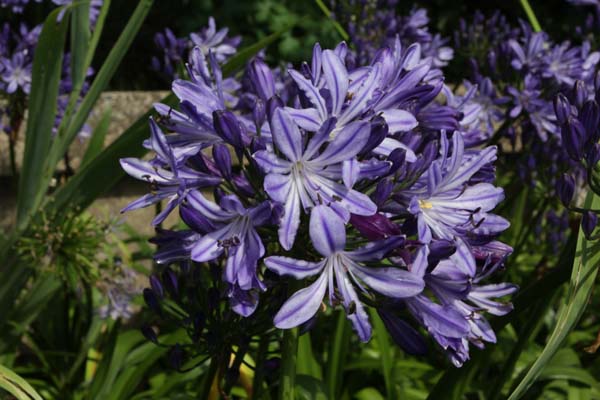 Agapanthus 'Moonlight Star'