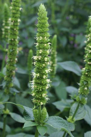 Agastache nepetoides