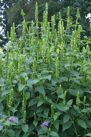 Agastache nepetoides