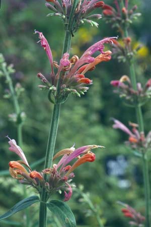 Agastache 'Painted Lady'