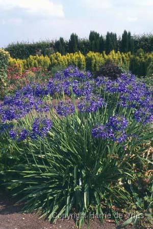 Agapanthus 'Queen Elizabeth the Queen Mother'