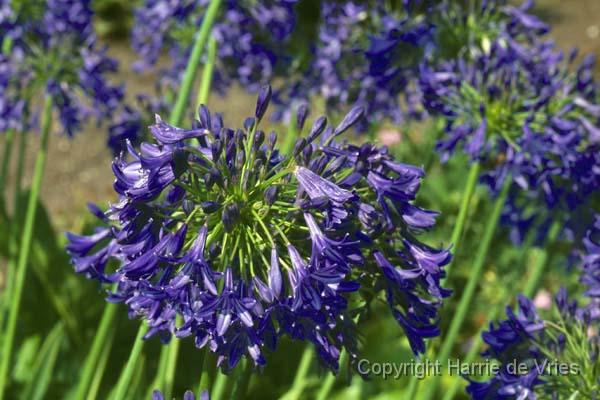Agapanthus 'Queen Elizabeth the Queen Mother'