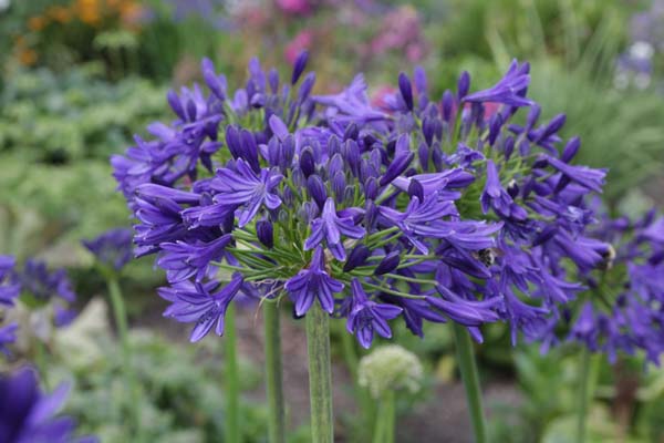 Agapanthus 'Queen Elizabeth the Queen Mother'