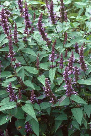 Agastache rugosa 'Heronswood Strain