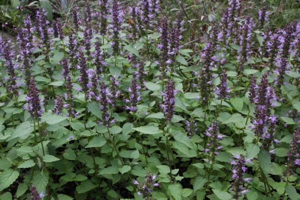 Agastache rugosa ex 'Little Adder'