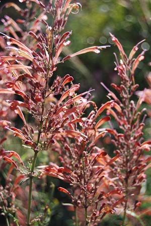 Agastache rupestris