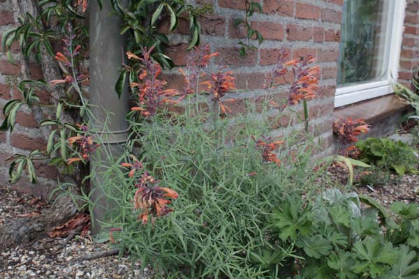 Agastache rupestris