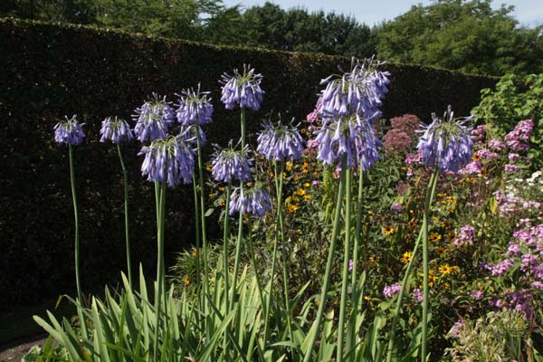 Agapanthus 'Sky Rocket'