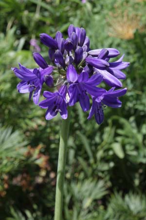Agapanthus 'Sofie'