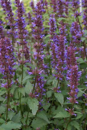 Agastache 'Spicey'