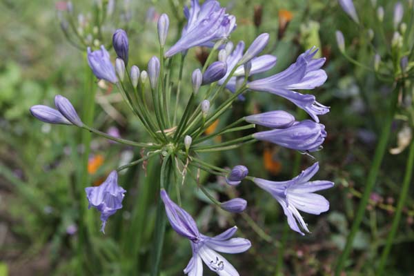 Agapanthus 'Tiny Tim'