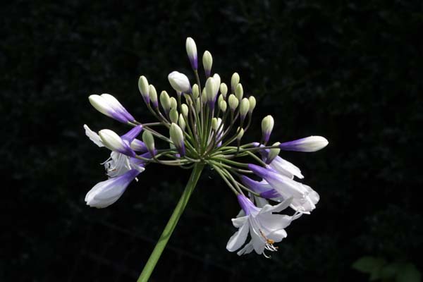 Agapanthus 'Twister'