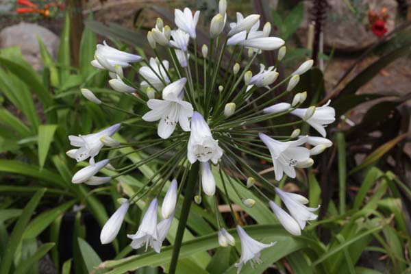 Agapanthus 'Twister'