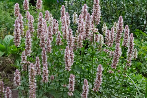 Agastache urticifolia (echt)