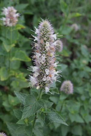 Agastache urticifolia (echt)