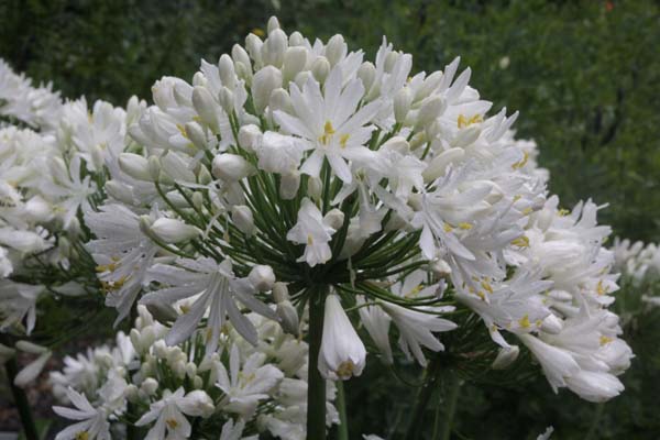 Agapanthus 'White Heaven'