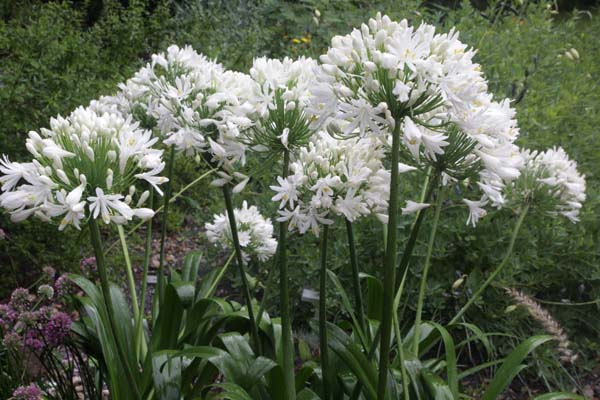 Agapanthus 'White Heaven'
