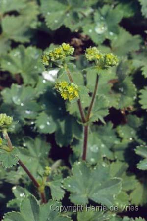 Alchemilla erythropoda